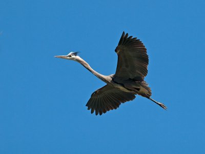 Great Blue Heron _6119887.jpg