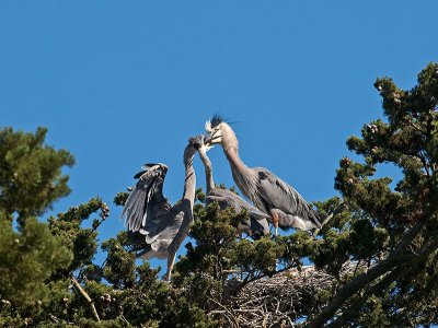 Great Blue Herons feeding _6119810.jpg