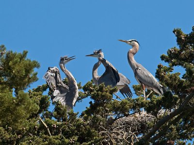 Great Blue Herons feeding _6119823.jpg