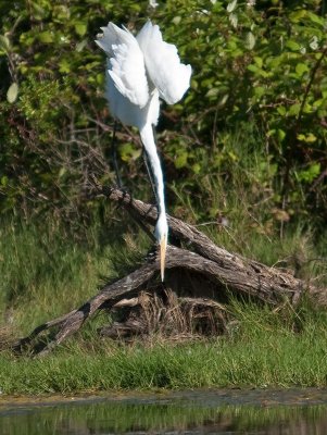 Great Egret _6079709.jpg