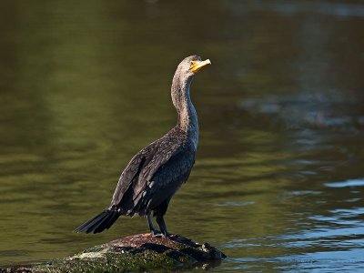 Double-crested Cormorant immature _6129931.jpg