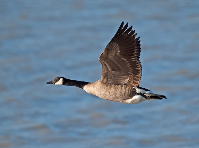 Canada Goose _5283839.jpg