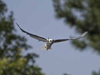 White-tailed Kite _5062654.jpg
