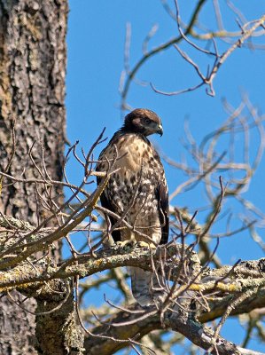 Juvenile Red-tailed Hawk _6220360.jpg