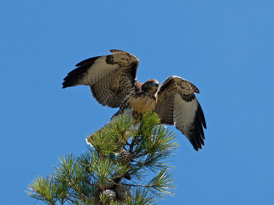 juvenile Red-tailed Hawk _6230452.jpg
