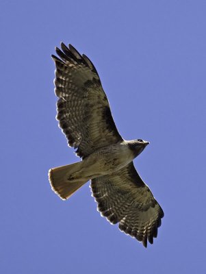 Red-tailed Hawk _6170257.jpg