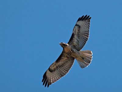 juvenile Red-tailed Hawk _6260736.jpg