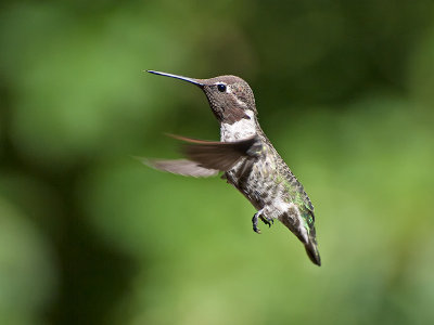 female Annas Hummingbird _7151007.jpg