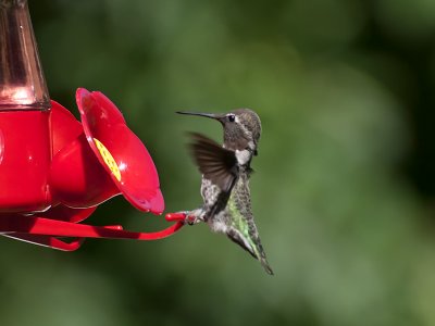 Annas Hummingbird _7151002.jpg