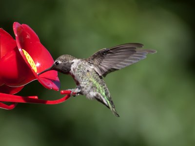 Annas Hummingbird _7151004.jpg