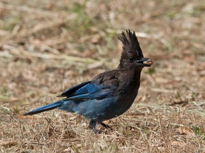 Stellars Jay _6250584.jpg