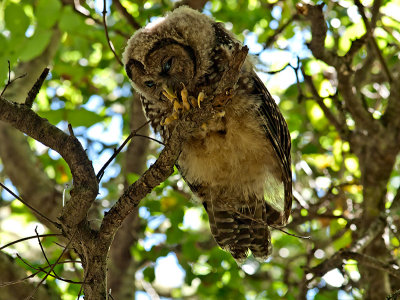 Spotted Owl _7181103.jpg