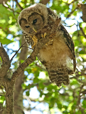 Spotted Owl _7181105.jpg
