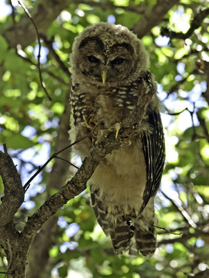 Spotted Owl _7181116.jpg