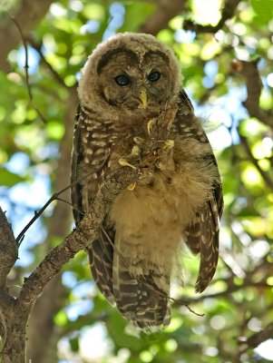 Spotted Owl _7181121.jpg