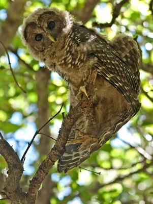 Spotted Owl _7181132.jpg