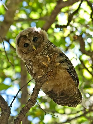 Spotted Owl _7181138.jpg