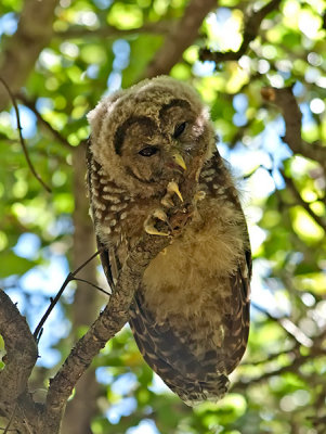 Spotted Owl _7181141.jpg