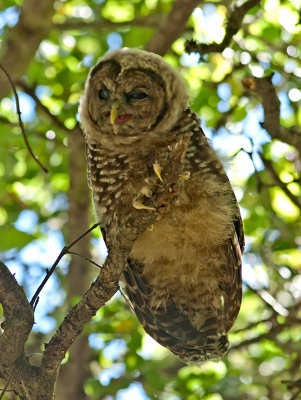 Spotted Owl _7181144.jpg