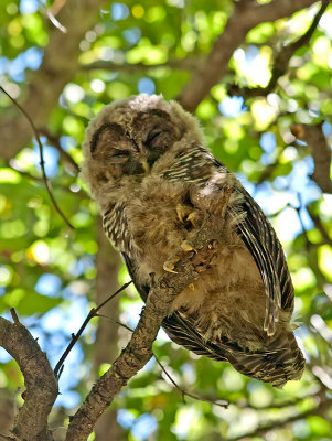 Spotted Owl _7181151.jpg