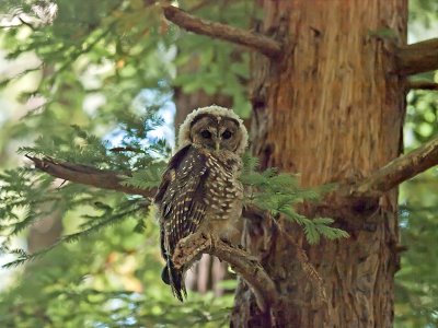 Fledgling Spotted Owl _7241185.jpg