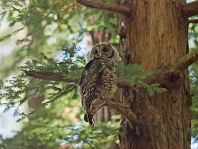 Fledgling Spotted Owl _7241200.jpg