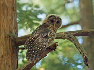 Fledgling Spotted Owl _7241213.jpg
