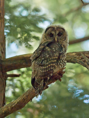 Fledgling Spotted Owl _7241218.jpg