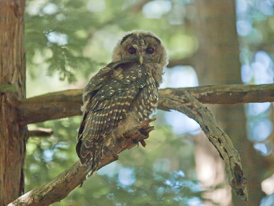 Fledgling Spotted Owl _7241225.jpg