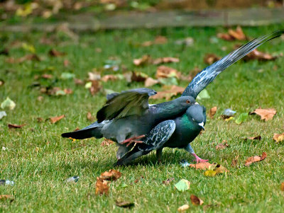 Feral Pigeons _8091765.jpg