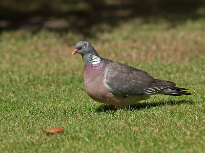 Wood Pigeon _8111912.jpg