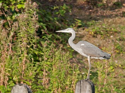 Grey Heron _8151911.jpg