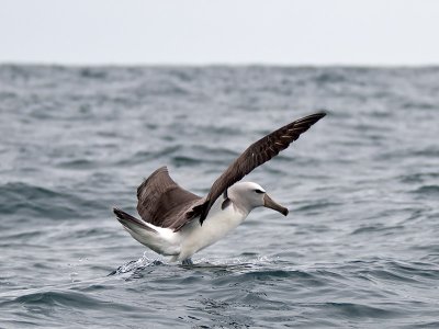 Salvin's Mollymawk _1197023.jpg