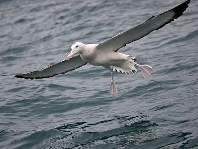 New Zealand Seabirds