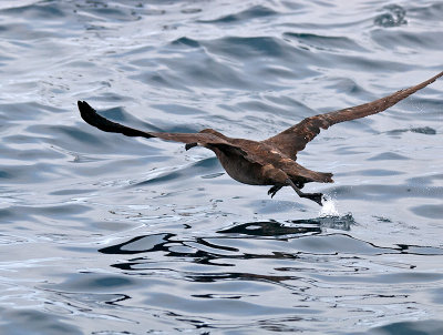 Black-footed Albatross taking off _9172895.jpg