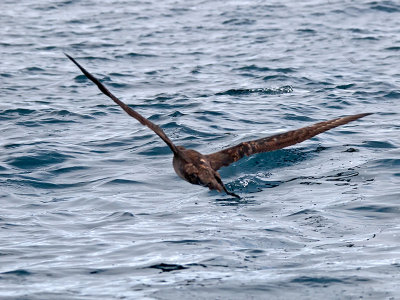 Black-footed Albatross taking off _9172900.jpg