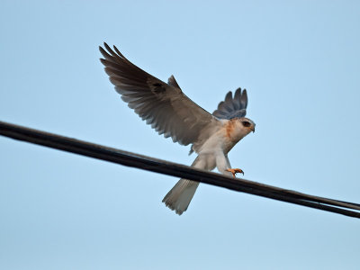 juvenile White-tailed Kite _9253153.jpg