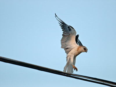 juvenile White-tailed Kite _9253155.jpg