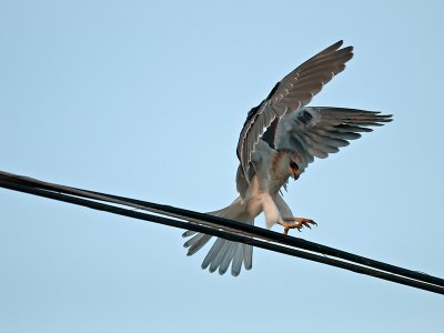 juvenile White-tailed Kite _9253157.jpg