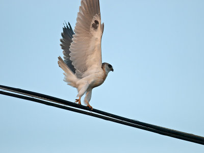 juvenile White-tailed Kite _9253160.jpg