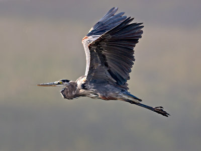 Great Blue Heron _9112735.jpg