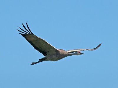 Sandfhill Crane _A023476.jpg