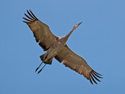 Sandhill Crane _A094297.jpg