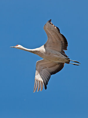 Sandhill Crane _A094320.jpg