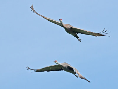 Sandhill Cranes _A094353.jpg