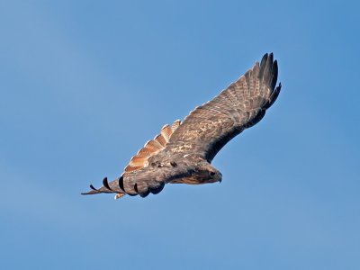 Red-tailed Hawk _A094446.jpg