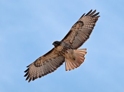 Red-tailed Hawk _A094448.jpg