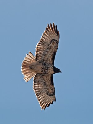 Red-tailed Hawk _A094459.jpg