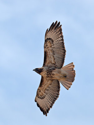 Red-tailed Hawk _A094451.jpg