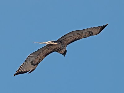 Red-tailed Hawk _A094466.jpg